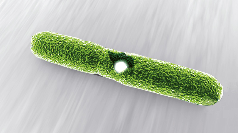 2) Les ions d’argent détruisent la membrane cellulaire du germe.